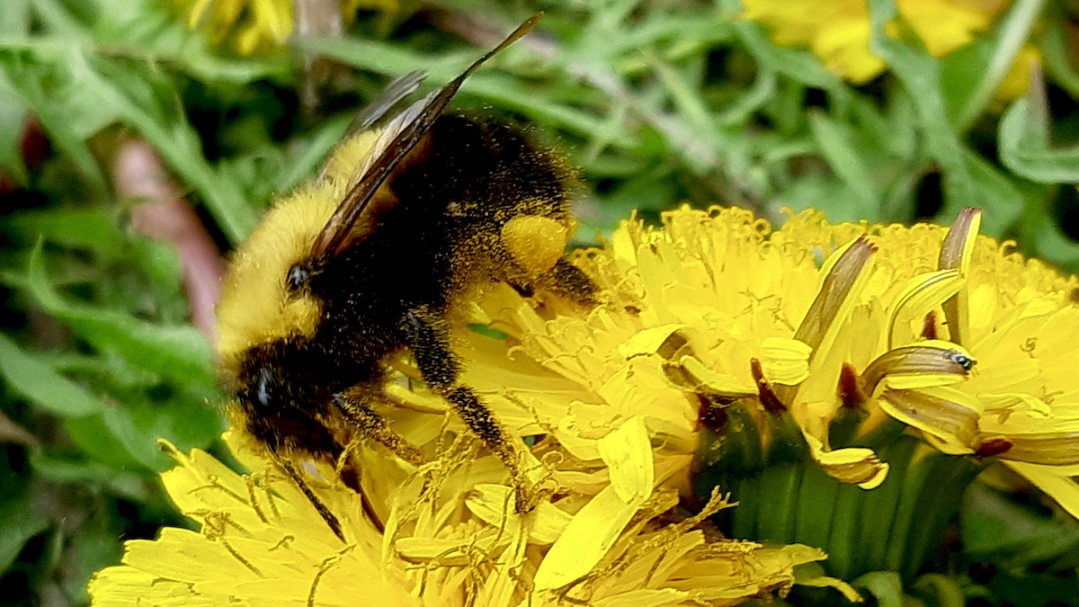 A pollen-packed bumblebee burrows into a dandelion’s golden crown in Melgund Township. You can see the bright yellow pollen sac clinging to its leg—like a tiny nature-made saddlebag.
