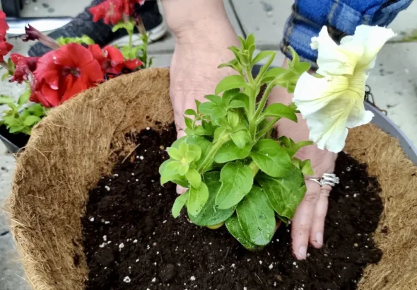 Volunteers transformed the grounds of Dyment Recreation Hall in Melgund Township through a successful community garden and flower planting project.