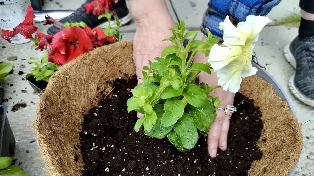 Volunteers transformed the grounds of Dyment Recreation Hall in Melgund Township through a successful community garden and flower planting project.